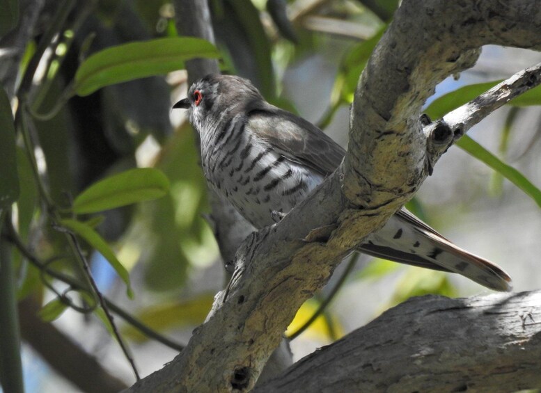 Un pájaro posado en una rama de árbol con hojas verdes al fondo. 3