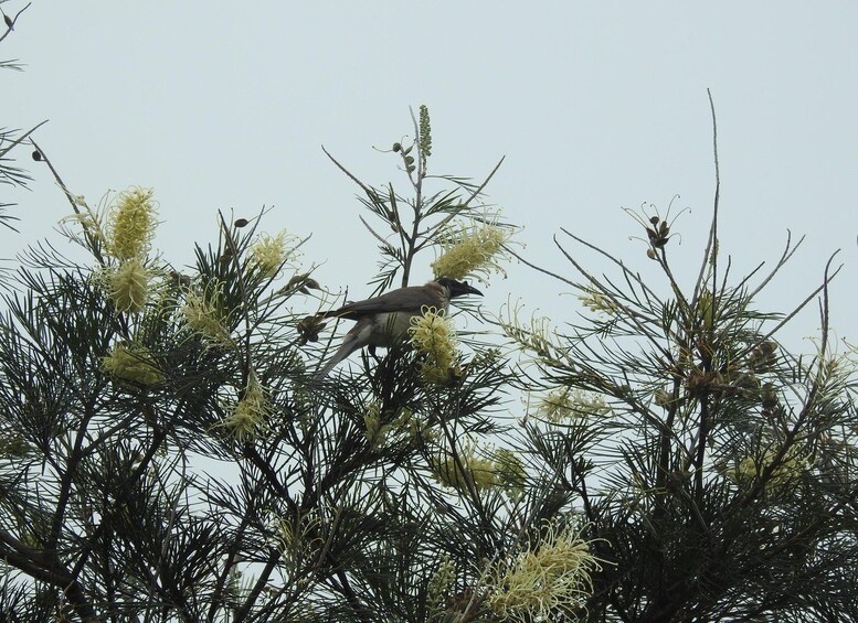 Un pájaro posado en un árbol con flores amarillas. 2