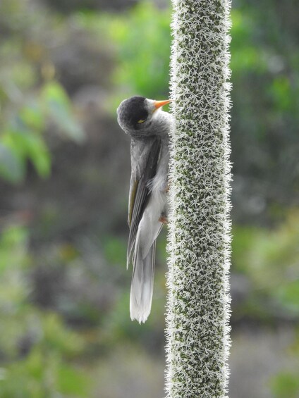 Un pájaro posado en un cactus. 5