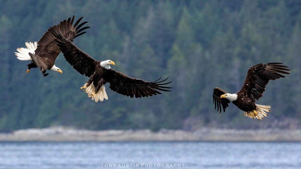 Two bald eagles in flight over a body of water with a forested shoreline in the background. 4