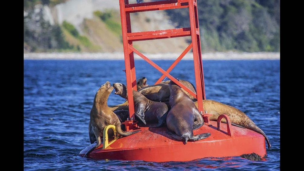 A group of seals on a red floating platform in the ocean. 3