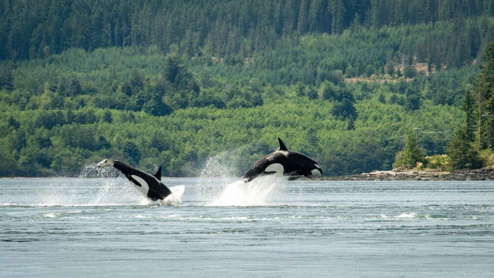 Two orcas breaching the water's surface in a forested lake. 1