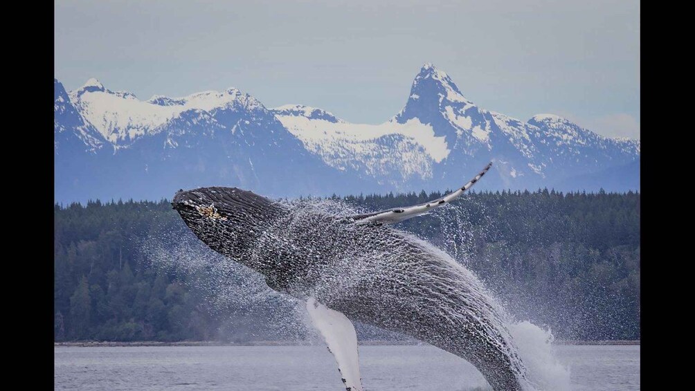 A whale breaching with a snowy mountain range in the background. 5