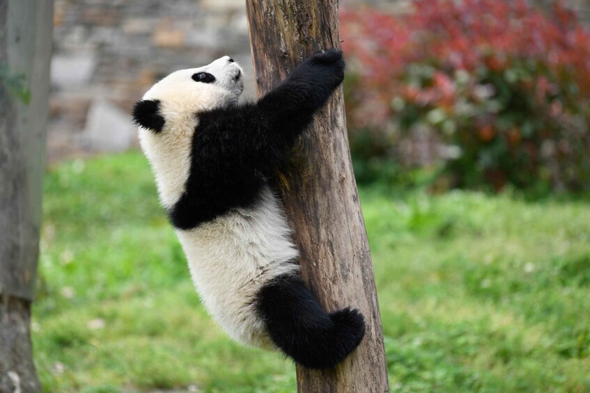 A panda climbing a tree. 2