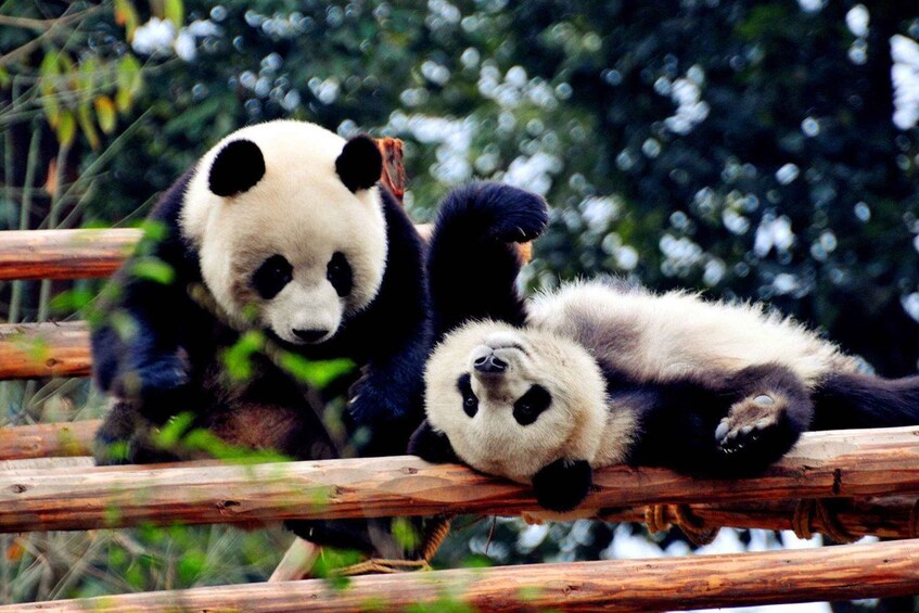 Two pandas resting on a wooden structure surrounded by greenery. 1