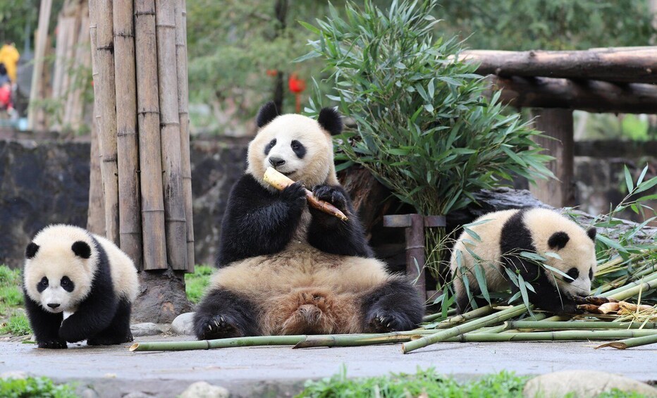 Three pandas eating bamboo in a zoo enclosure. 3