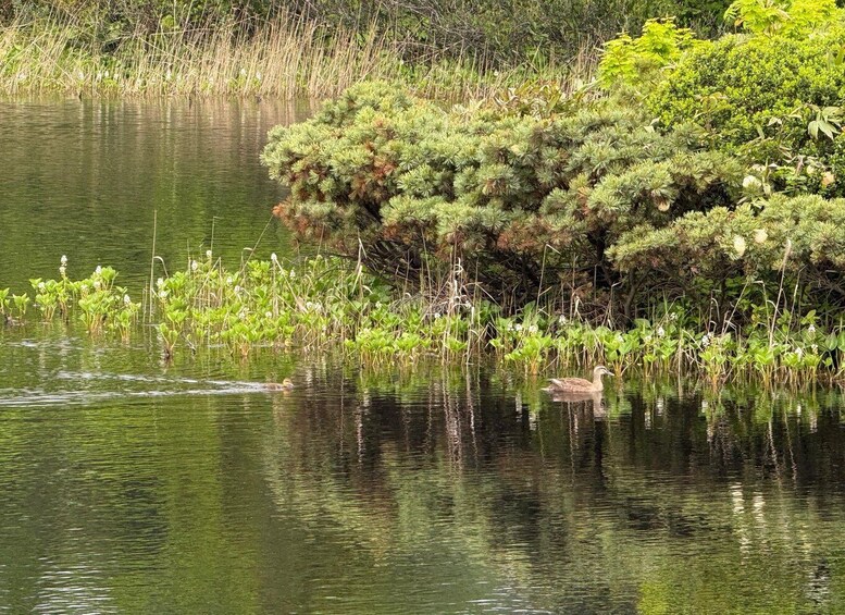 A duck swimming in a pond surrounded by dense vegetation. 3