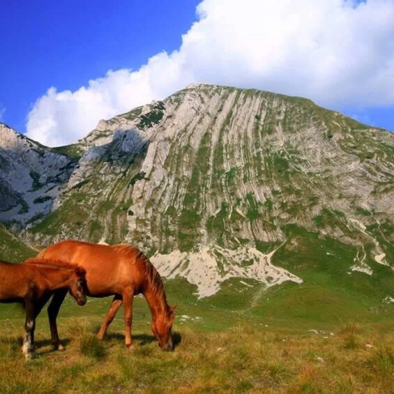 Picture 6 for Activity From Kotor: Montenegro Canyons and National Parks Tour 3