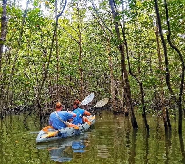 Two people kayaking through a mangrove forest. 4