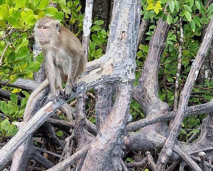 A monkey sitting on a tree with twisted branches and green foliage in the background. 2