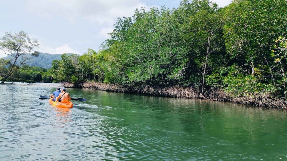 A person kayaking on a calm river surrounded by dense mangrove trees. 3