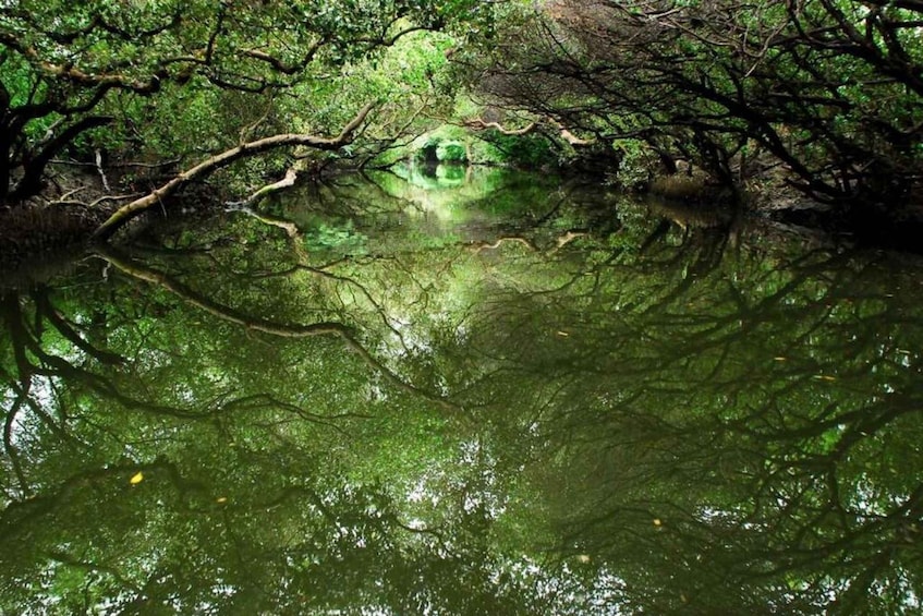 Picture 4 for Activity Two-day tour of Alishan Cloud Forest and Tainan Old Town 4