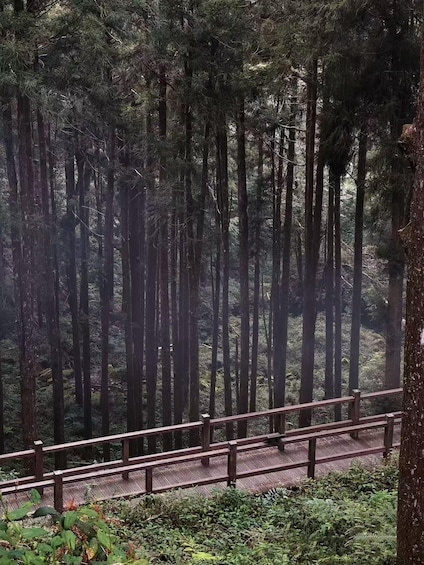 Picture 3 for Activity Two-day tour of Alishan Cloud Forest and Tainan Old Town 3