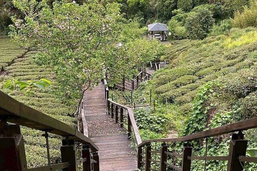 From Alishan：Alishan Hidden Gems Private Tour 3