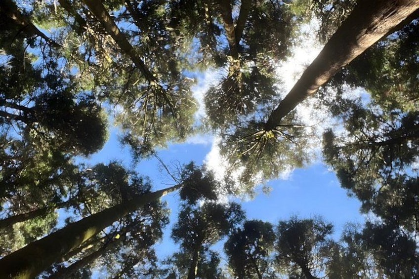 A forest with tall trees and a clear blue sky. 2