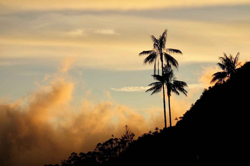 A sunset with palm trees silhouetted against a sky with clouds. 5