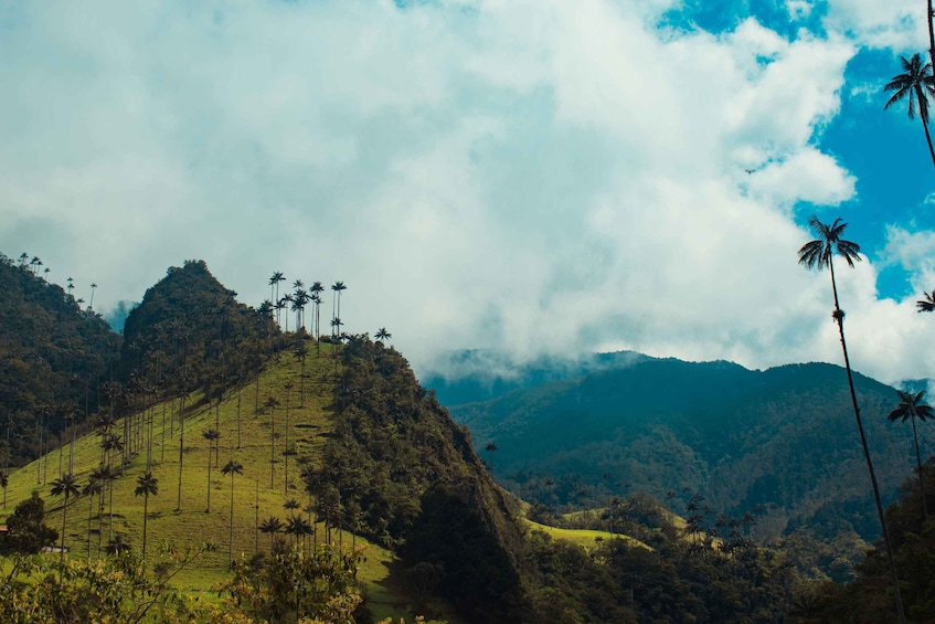 A hilly landscape with palm trees and a mountain range in the background. 1