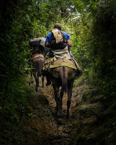 Two people riding horses on a narrow, muddy trail surrounded by dense green foliage. 3