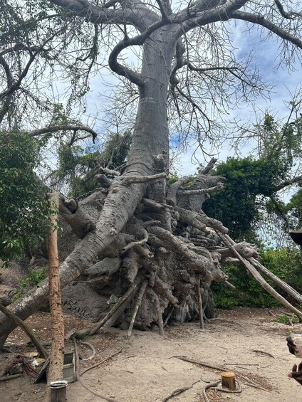 A large tree with extensive root system and surrounding vegetation. 2