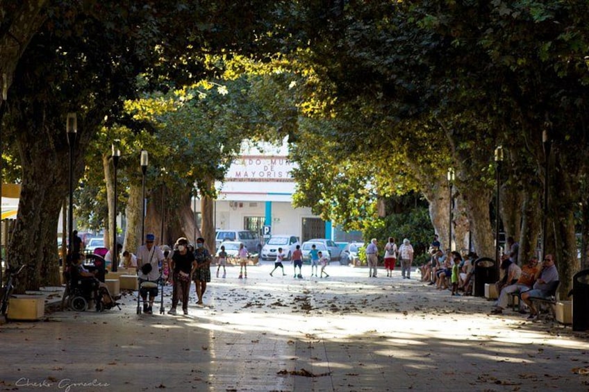 A tree-lined street with people walking and sitting under the trees. 2