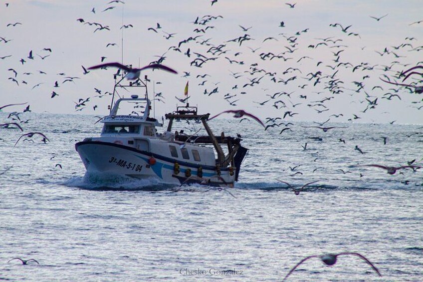 A boat with the number 3-MA-5-1-04 on the side, surrounded by numerous seagulls flying in the air. 5