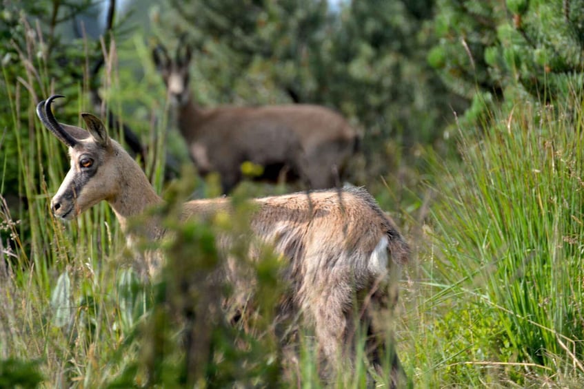 A kudu in a grassy field with a backdrop of trees. 1