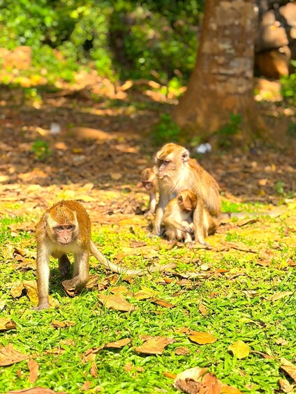 Picture 28 for Activity Khao Lak : Khao sok Jungle walk ,Bomboo rafting ,Cave Temple 4