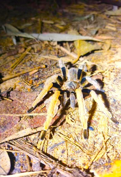 Picture 28 for Activity Khao Lak : Khao sok Jungle walk ,Bomboo rafting (Full Day) 3