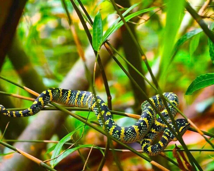 Picture 26 for Activity Khao Lak : Khao sok Jungle walk ,Bomboo rafting (Full Day) 4