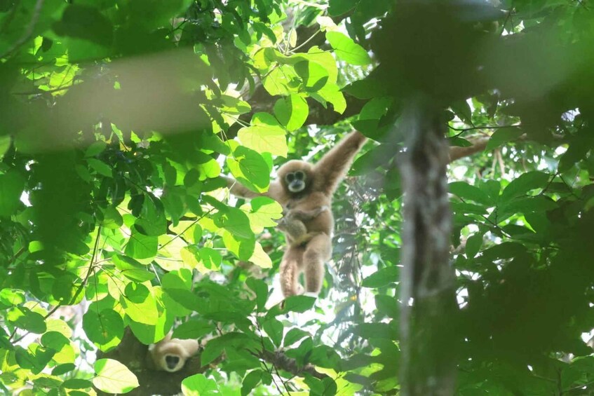 Picture 30 for Activity Khao Lak : Khao sok Jungle walk ,Bomboo rafting (Full Day) 2