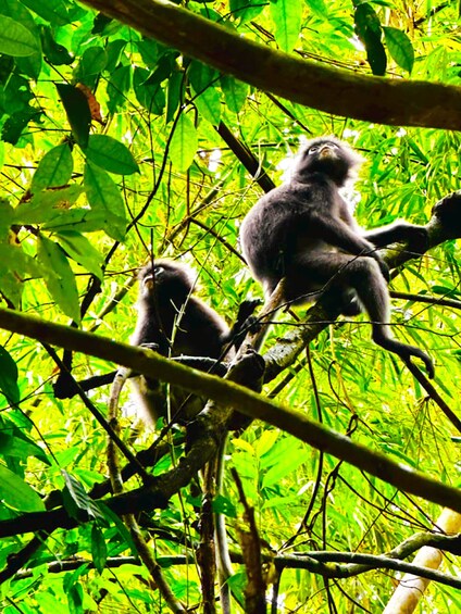 Picture 11 for Activity Khao Lak : Khao sok Jungle walk ,Bomboo rafting ,Cave Temple 2