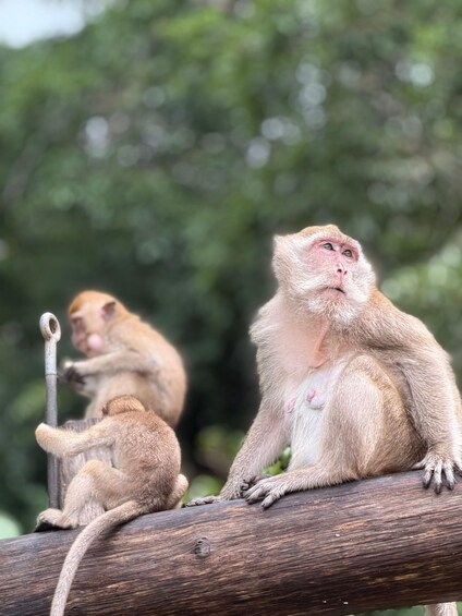 Picture 31 for Activity Khao Lak : Khao sok Jungle walk ,Bomboo rafting ,Cave Temple 4
