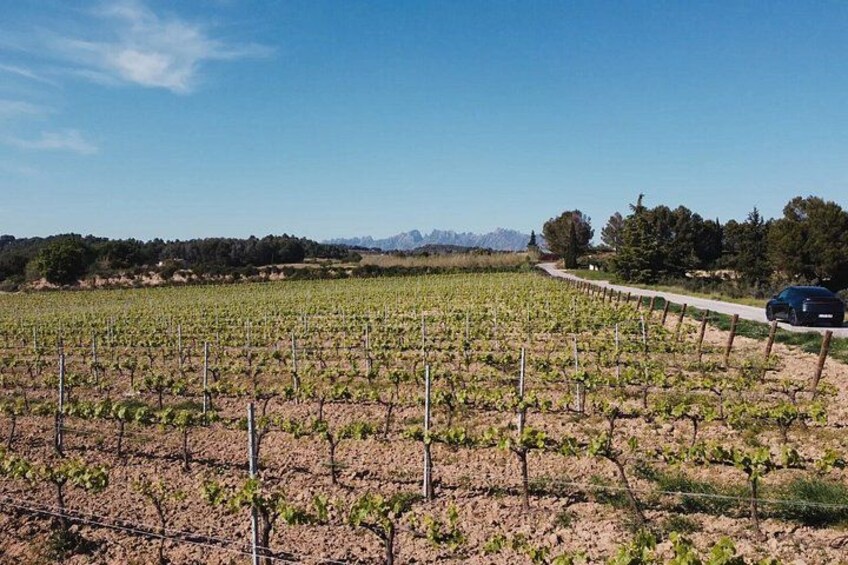 Private Montserrat Tour and Winery With Brunch From Barcelona 5