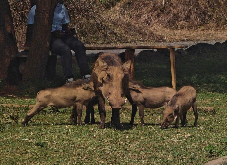 A group of wild boars grazing in a grassy area with a wooden structure in the background. 5