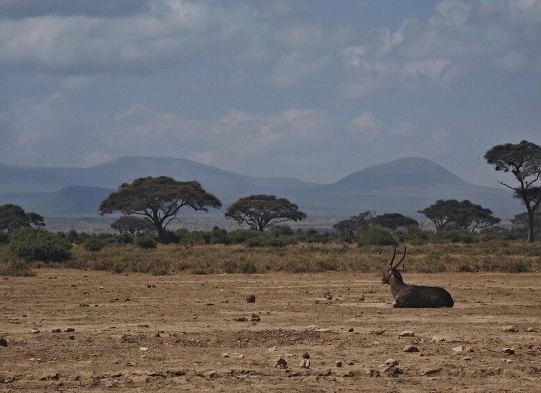 A savanna landscape with a solitary antelope and scattered trees. 3
