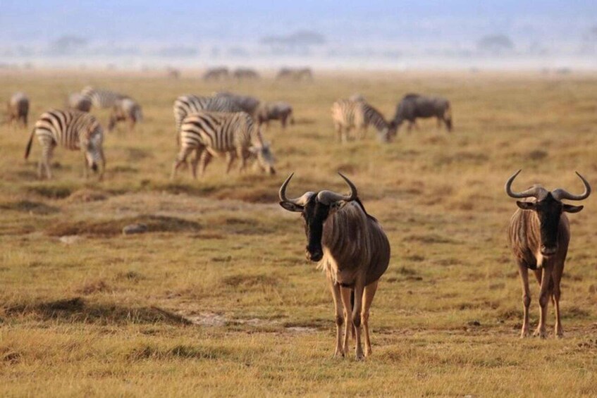 Wildebeests and zebras grazing in a grassy savannah. 2
