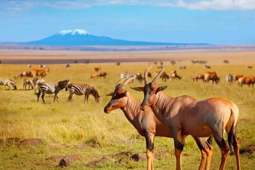 A savannah landscape with zebras and antelopes grazing, a mountain in the background, and a clear sky. 1