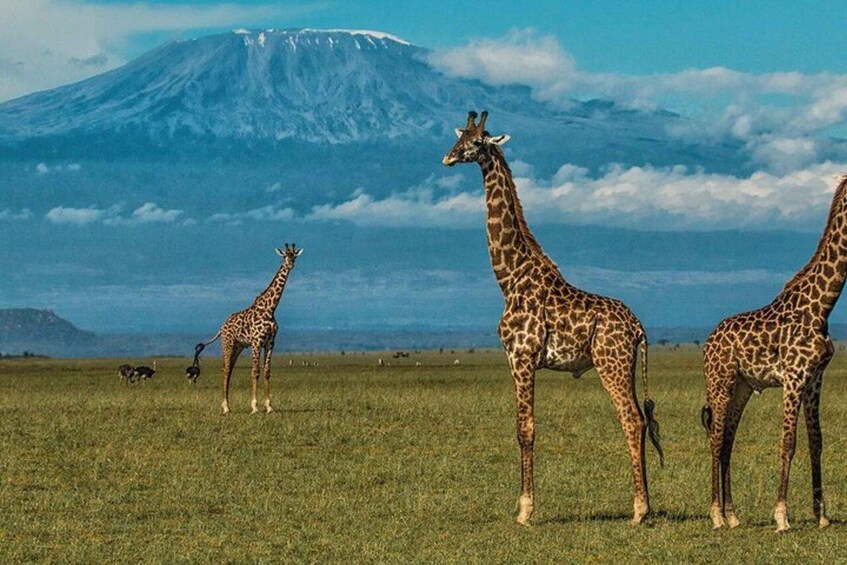 A group of giraffes in a grassy field with a mountain in the background. 4
