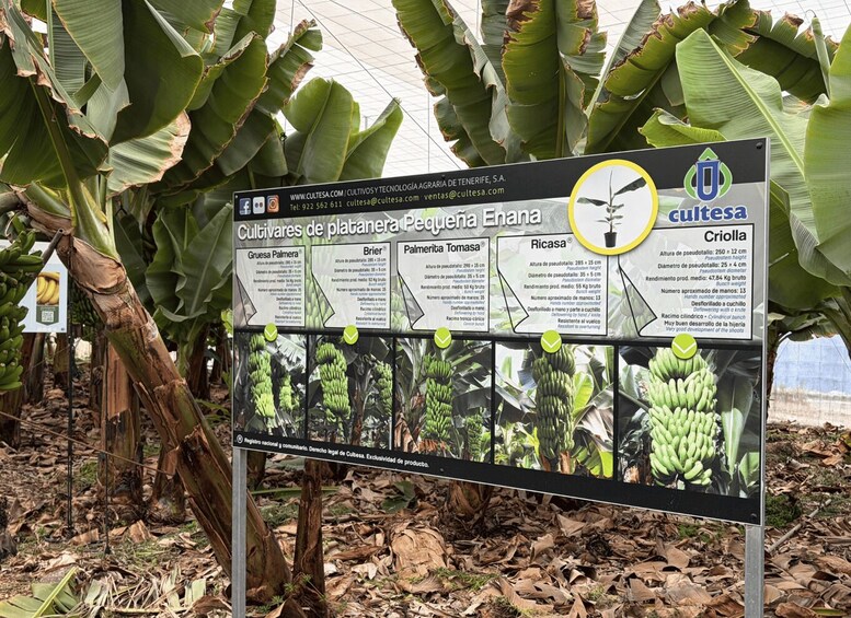 A signboard with information about banana cultivars, including names and characteristics. 2