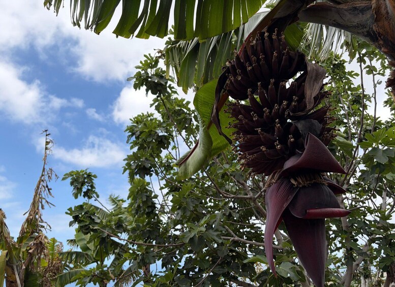 A large, dark-colored flower with a prominent spadix and a long, curved spathe, surrounded by green foliage against a partly cloudy sky. 3