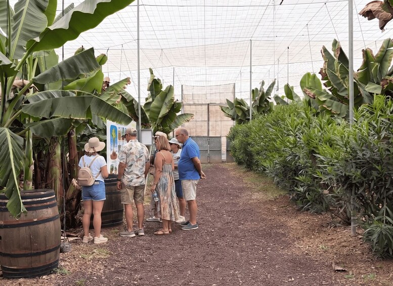 A group of people in a greenhouse with banana plants. 5