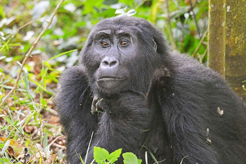 A gorilla in a natural setting with greenery and a wooden structure. 2