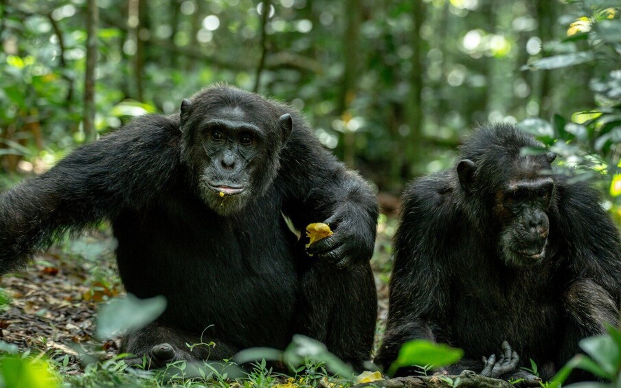 Two chimpanzees in a forested area. 3