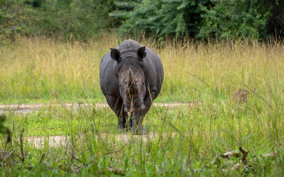 A rhinoceros in a grassy field with trees in the background. 5