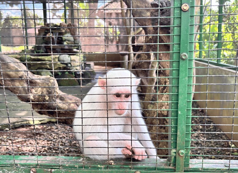A white monkey behind a green metal fence in a zoo enclosure. 2