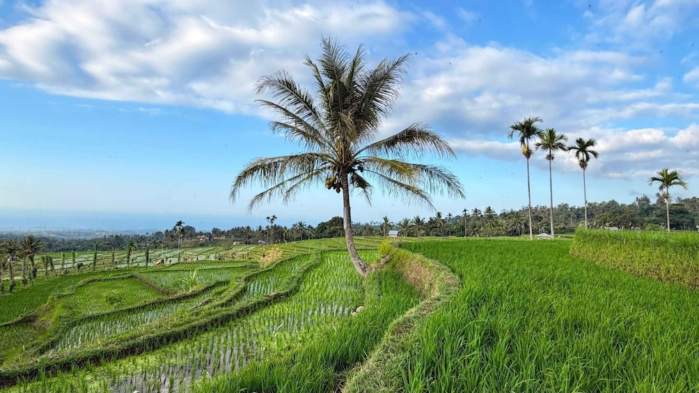 A lush green rice paddy with a palm tree in the foreground and more palm trees in the background under a partly cloudy sky. 5