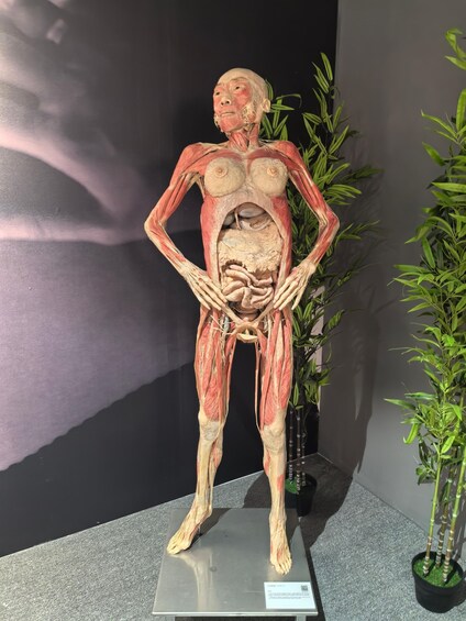 A human anatomical model with visible musculature, standing on a platform with a plaque, surrounded by indoor plants. 1