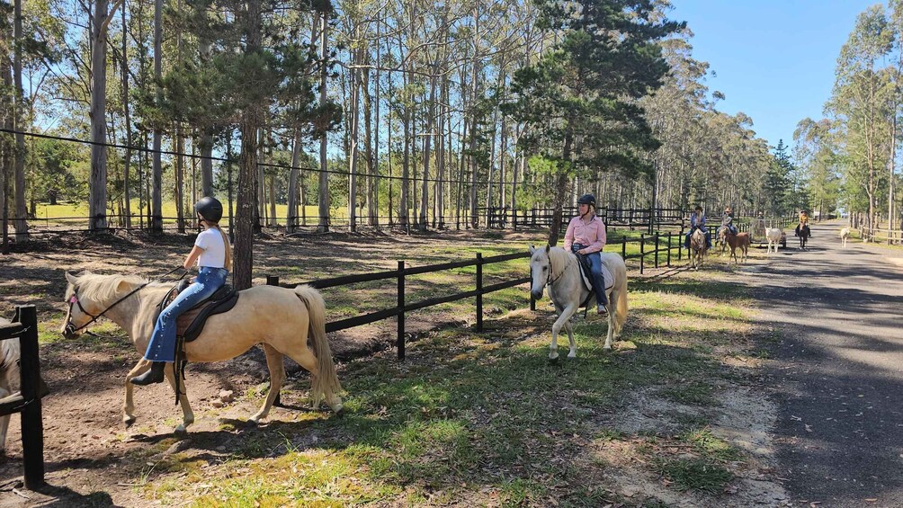 Horseback riders on a dirt path surrounded by trees. 4