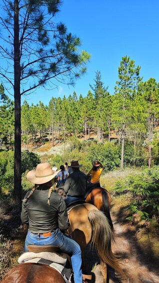 A group of people riding horses on a forest trail. 3
