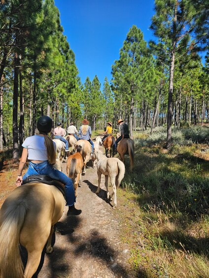 A group of people riding horses on a dirt path through a pine forest. 5